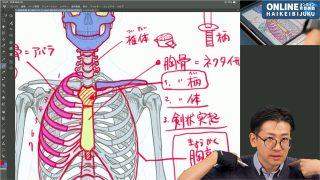 キャラクター作画の首から胸の解剖学(前後編)