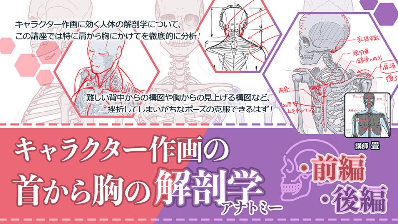 キャラクター作画の首から胸の解剖学(前後編)